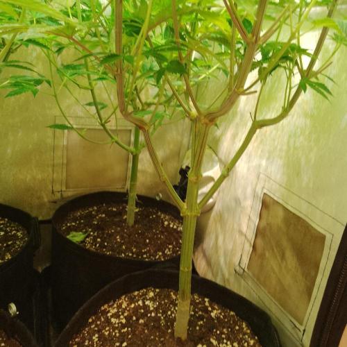 Sticky Broccoli Eternity GrowCup2026. Week 8