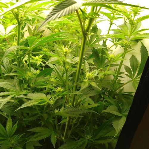 Sticky Broccoli Eternity GrowCup2026. Week 8