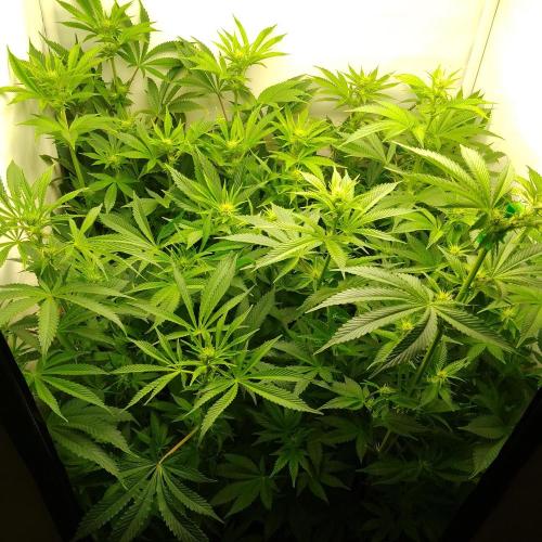 Sticky Broccoli Eternity GrowCup2026. Week 8