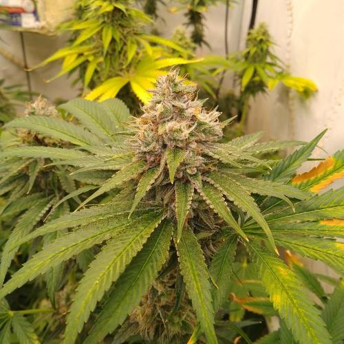 Black Cherry Cookies. Week 8