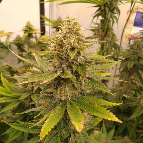 Black Cherry Cookies. Week 8