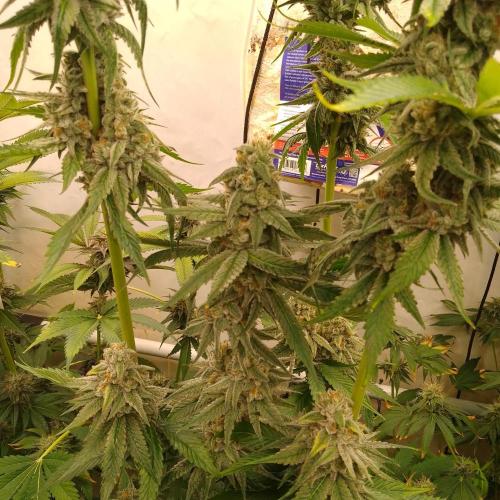 Black Cherry Cookies. Week 8