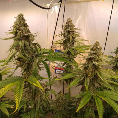 Black Cherry Cookies. Week 8