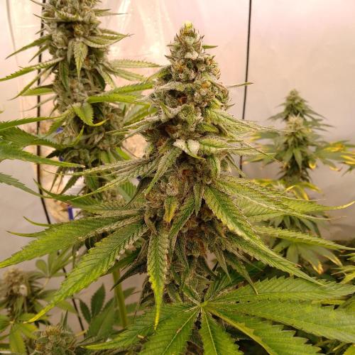 Black Cherry Cookies. Week 8