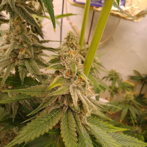 Black Cherry Cookies. Week 8