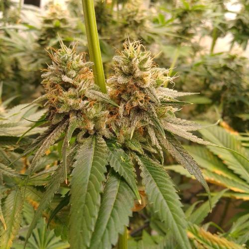 Black Cherry Cookies. Week 8
