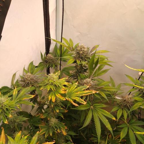 Black Cherry Cookies. Week 8