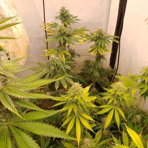 Black Cherry Cookies. Week 8
