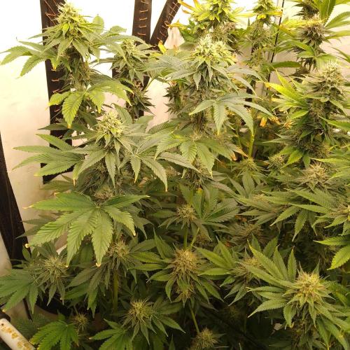 Black Cherry Cookies. Week 8
