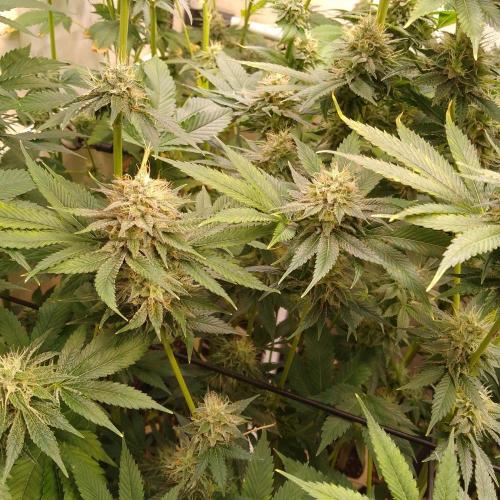 Black Cherry Cookies. Week 8