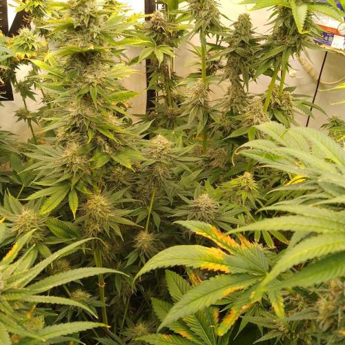 Black Cherry Cookies. Week 8