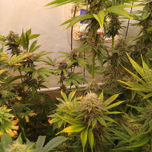 Black Cherry Cookies. Week 8