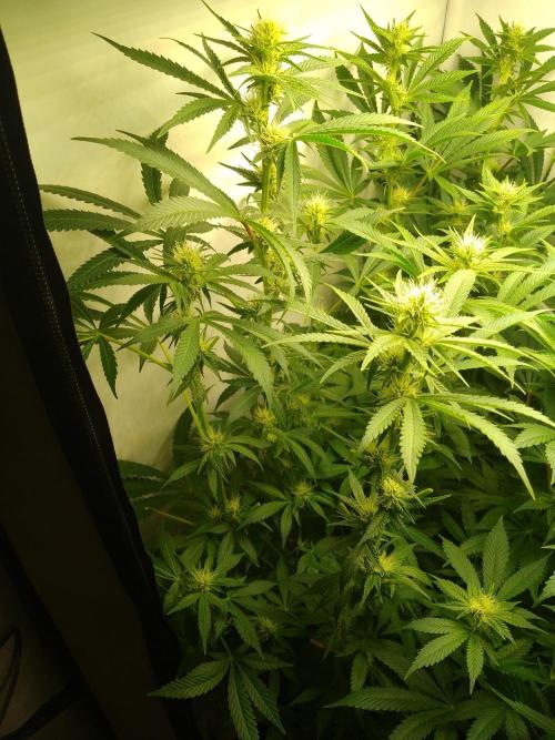 Sticky Broccoli Eternity GrowCup2026. Week 9