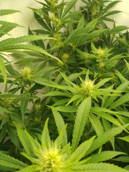 Sticky Broccoli Eternity GrowCup2026. Week 9