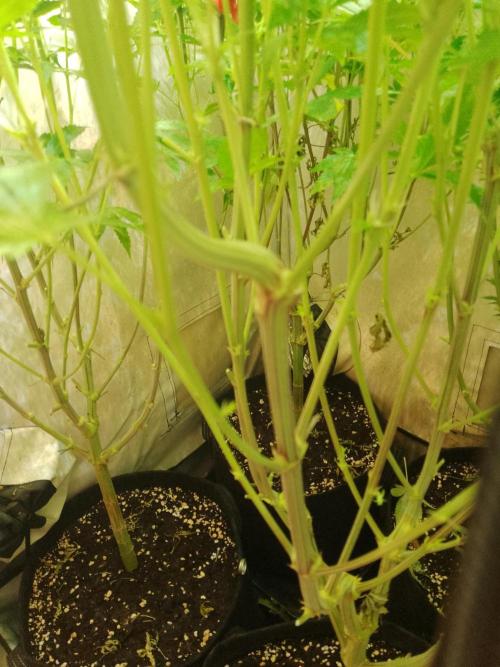 Sticky Broccoli Eternity GrowCup2026. Week 9