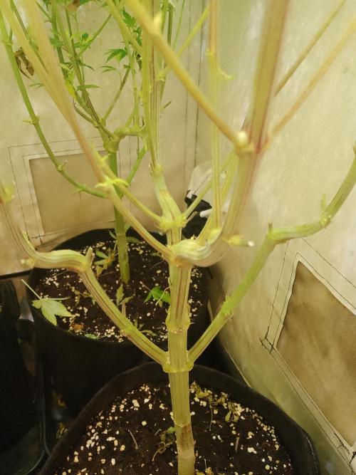Sticky Broccoli Eternity GrowCup2026. Week 9