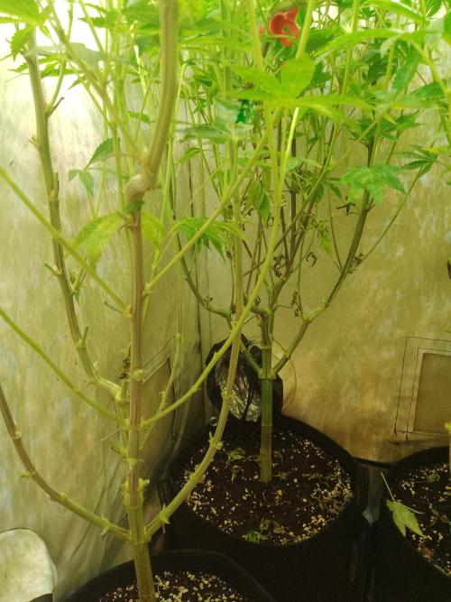 Sticky Broccoli Eternity GrowCup2026. Week 9