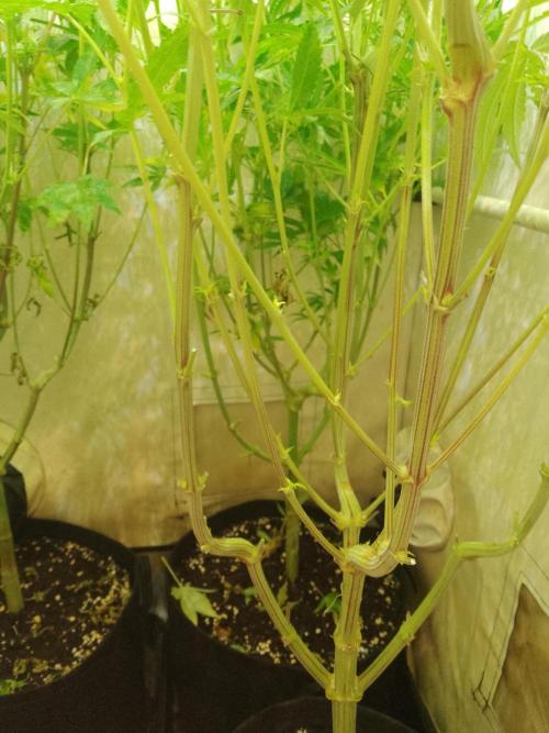 Sticky Broccoli Eternity GrowCup2026. Week 9