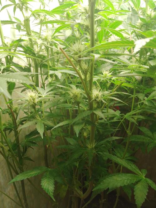 Sticky Broccoli Eternity GrowCup2026. Week 9