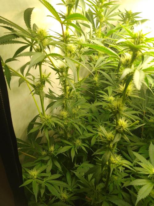 Sticky Broccoli Eternity GrowCup2026. Week 9