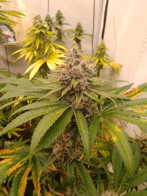 Black Cherry Cookies. Week 9