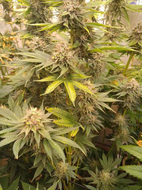 Black Cherry Cookies. Week 9