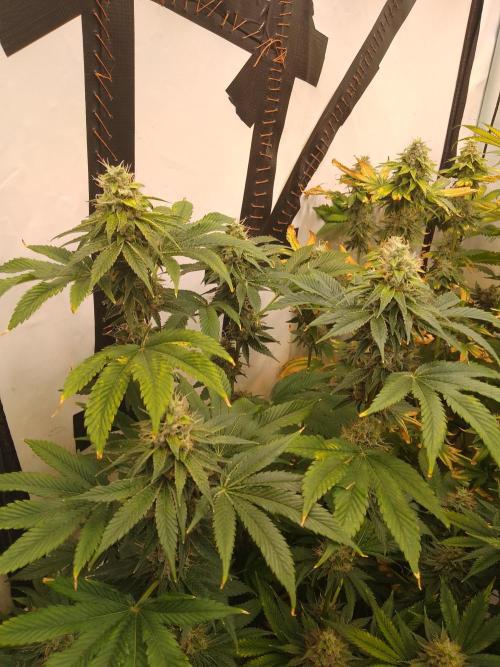 Black Cherry Cookies. Week 9