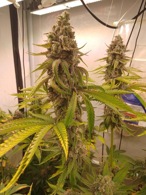 Black Cherry Cookies. Week 9
