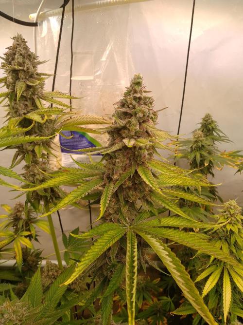 Black Cherry Cookies. Week 9