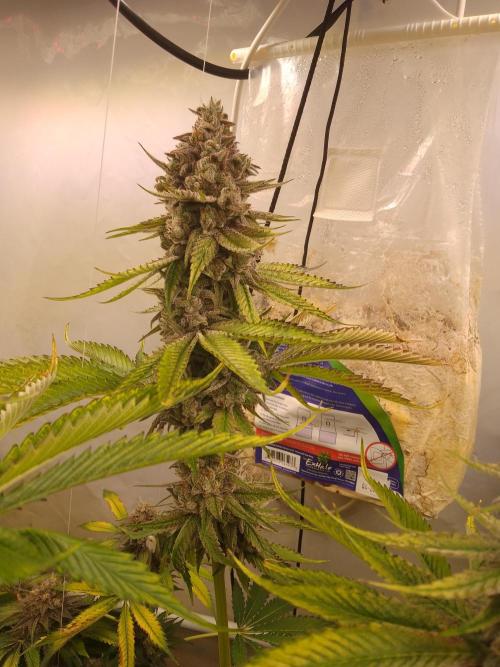 Black Cherry Cookies. Week 9