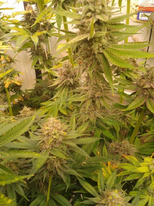 Black Cherry Cookies. Week 9