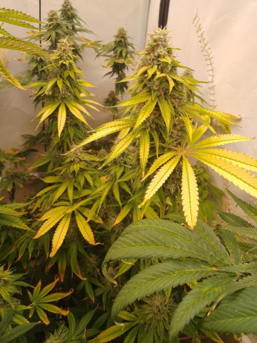Black Cherry Cookies. Week 9