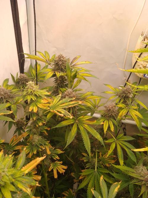 Black Cherry Cookies. Week 9