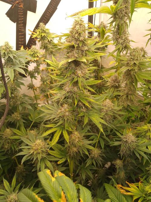 Black Cherry Cookies. Week 9