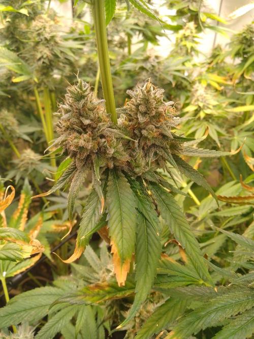 Black Cherry Cookies. Week 9