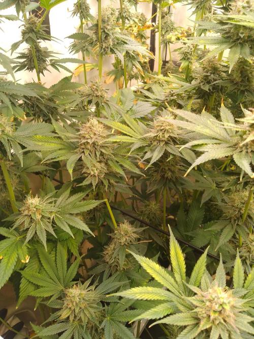 Black Cherry Cookies. Week 9