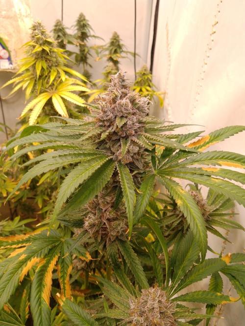 Black Cherry Cookies. Week 10