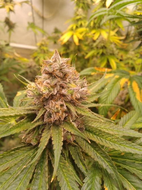 Black Cherry Cookies. Week 10