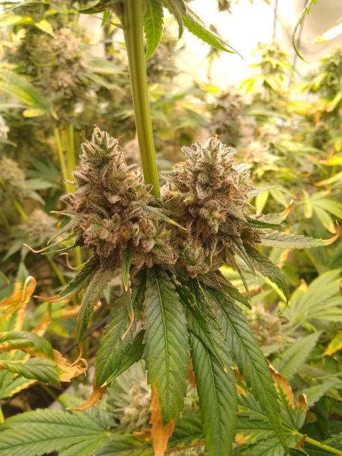 Black Cherry Cookies. Week 10