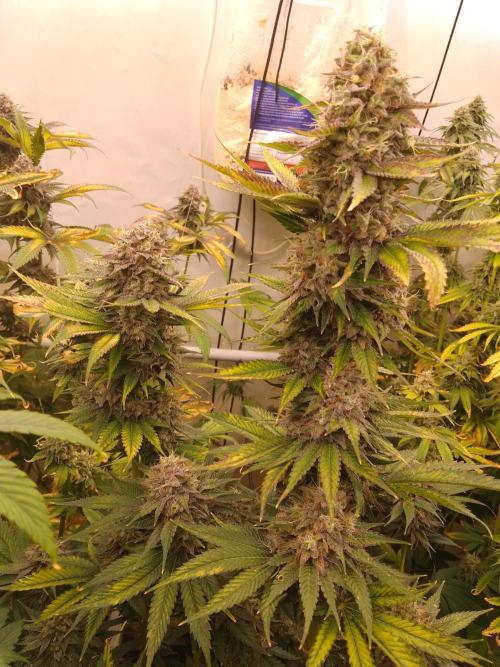 Black Cherry Cookies. Week 10
