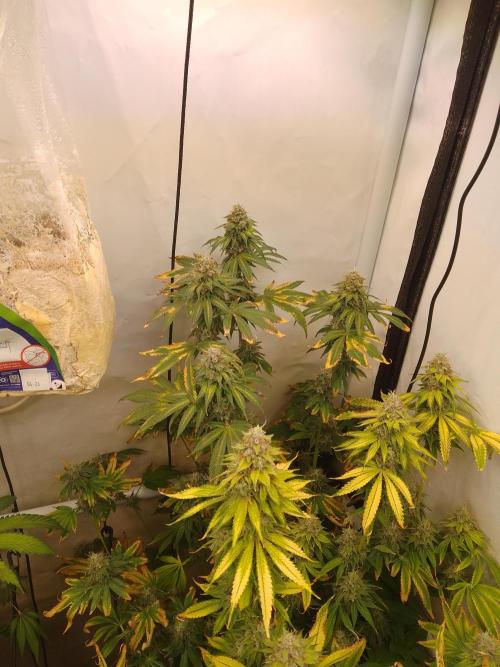 Black Cherry Cookies. Week 10