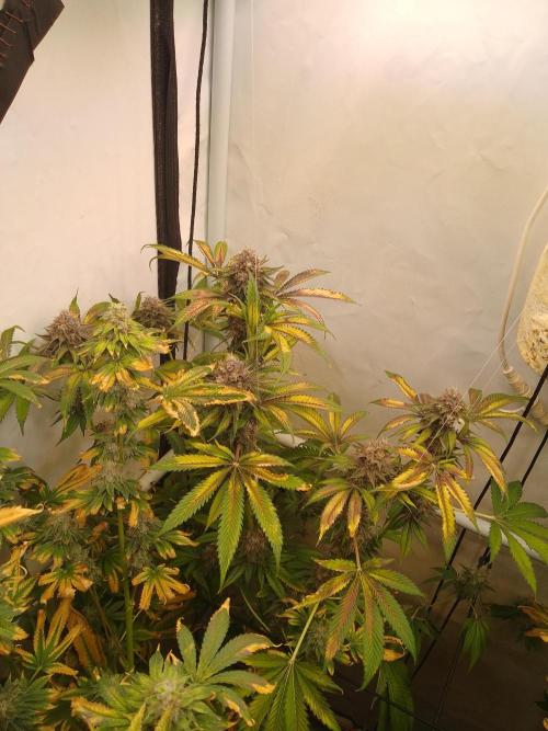 Black Cherry Cookies. Week 10