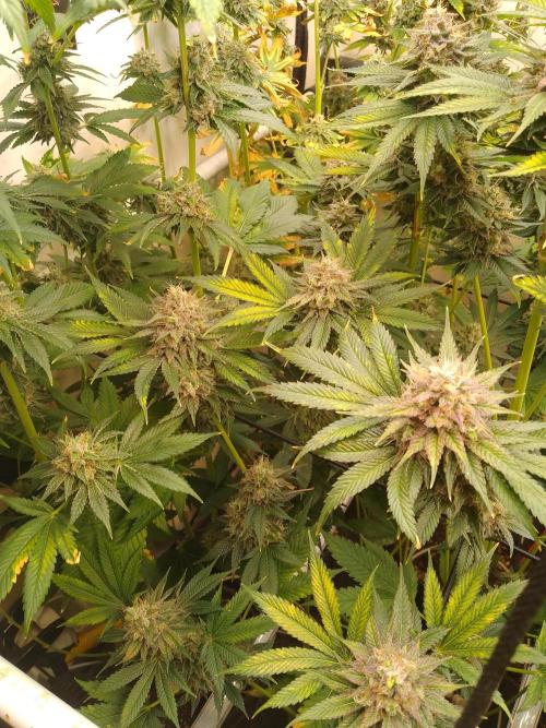 Black Cherry Cookies. Week 10