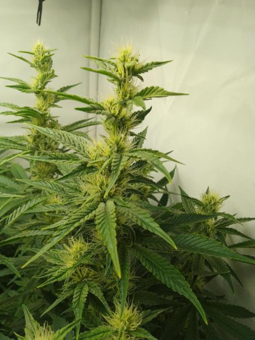 Sticky Broccoli Eternity GrowCup2026. Week 10