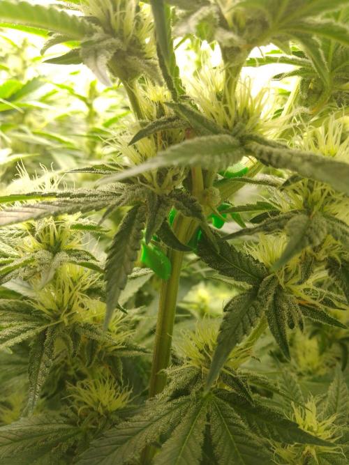 Sticky Broccoli Eternity GrowCup2026. Week 10