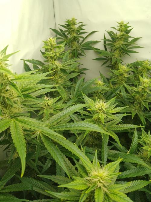 Sticky Broccoli Eternity GrowCup2026. Week 10