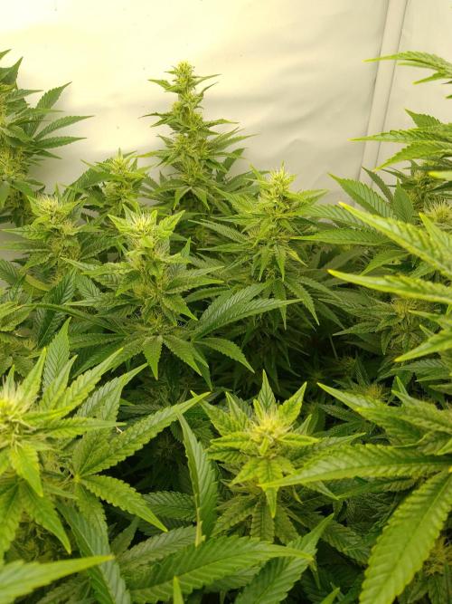 Sticky Broccoli Eternity GrowCup2026. Week 10