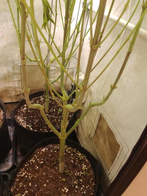 Sticky Broccoli Eternity GrowCup2026. Week 10