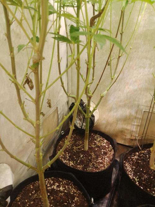 Sticky Broccoli Eternity GrowCup2026. Week 10