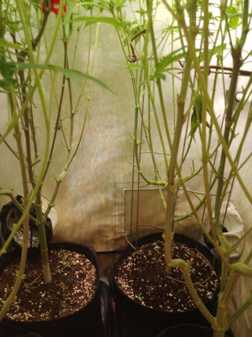 Sticky Broccoli Eternity GrowCup2026. Week 10